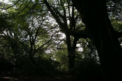 woods 2011 001.JPG
