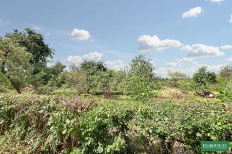 Orchard