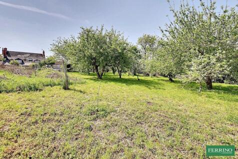 Orchard