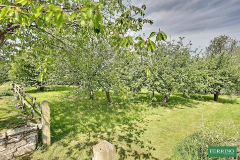 Orchard
