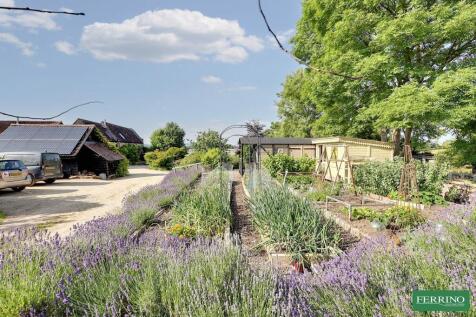 Vegetable Garden