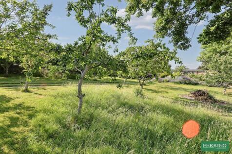 Orchard