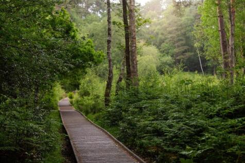Woodland.jpg