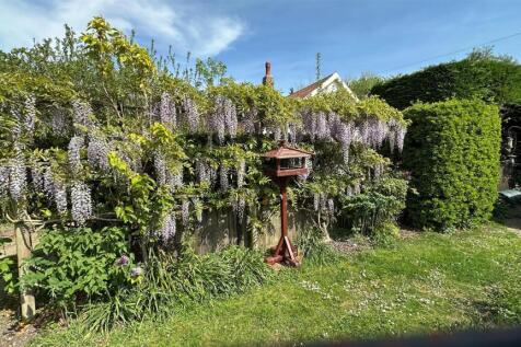 wisteria picture.jpg