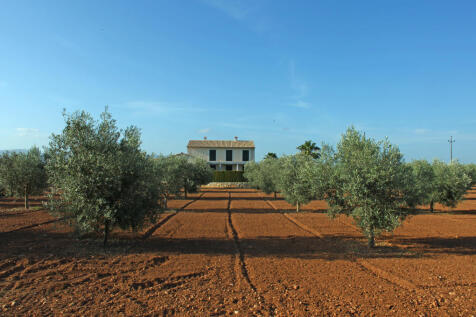 Olive Trees