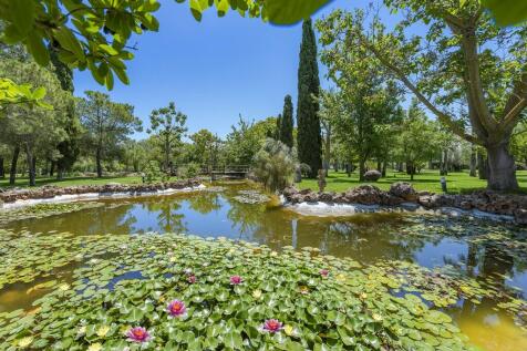 Pond (1)