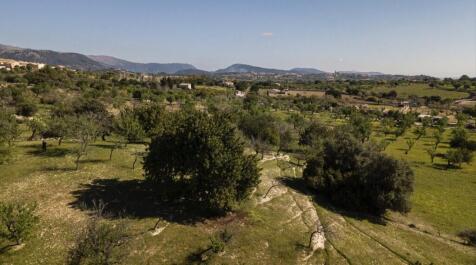 Aerial (6)