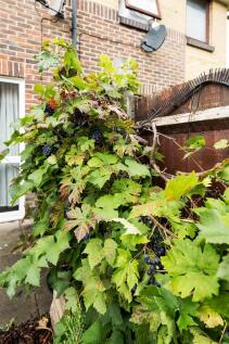 Marconi Rd, E10