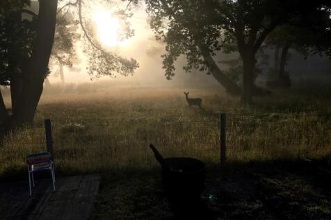 Morning in Garden