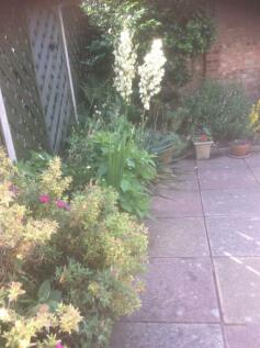garden 1.jpg