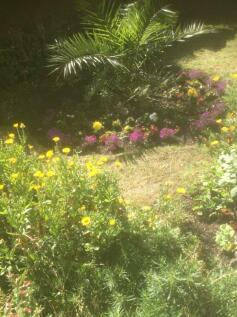garden 3.jpg