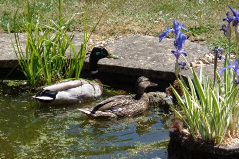 26.Ducks in pond.JPG