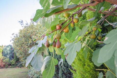 Fig tree.jpg