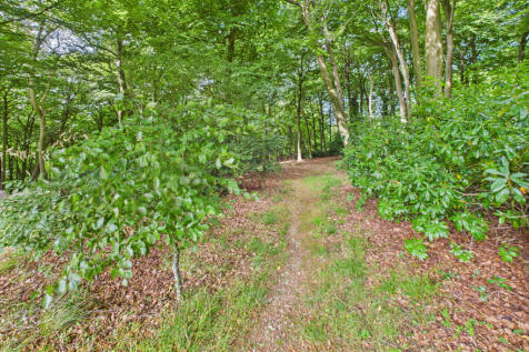 woods