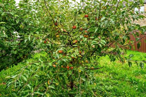 Property Image 35