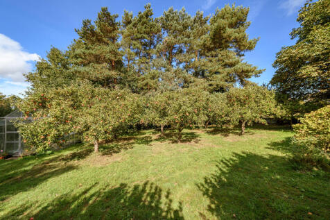 Orchard with Appl...