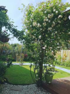 GARDEN IN SUMMER