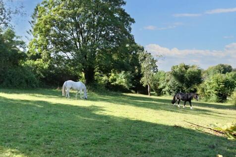 Horses best 2 .JPG