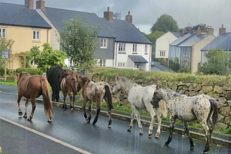 Local Neighbours