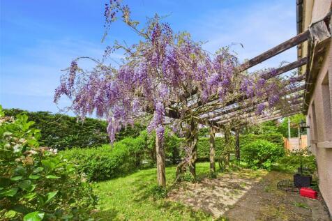 Wisteria