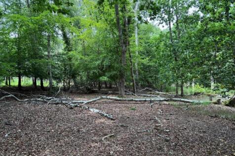 woods.jpeg