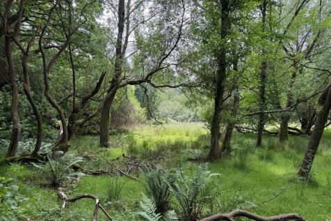 more woods.jpeg