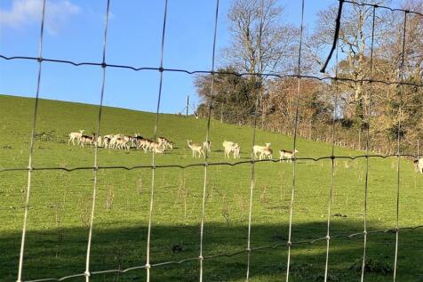 deer Nunnery Lane.JPG