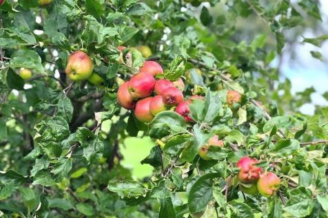 apples.jpg