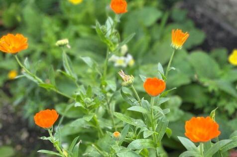 flowers a.jpg