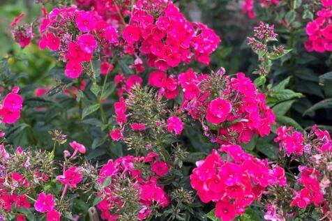 flowers.jpg