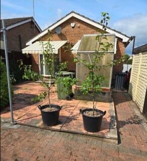 garden sun.jpg