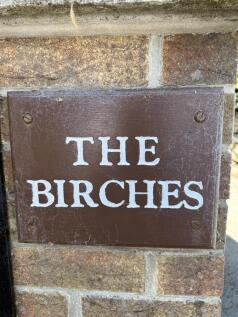 Birches 99.jpg