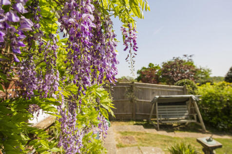 Wisteria