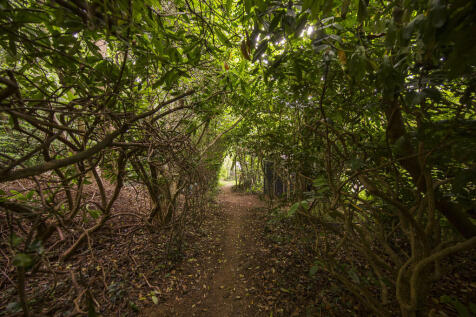 Wooded Area
