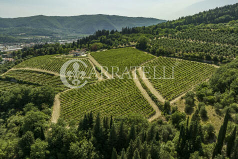 Firenze azienda viti