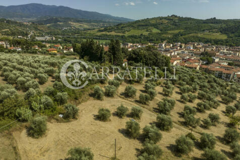 Firenze azienda viti