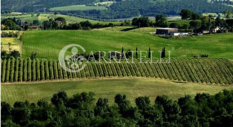 Azienda Vitivinicola