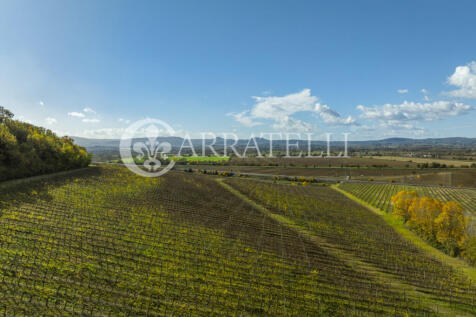 Azienda vitivinicola