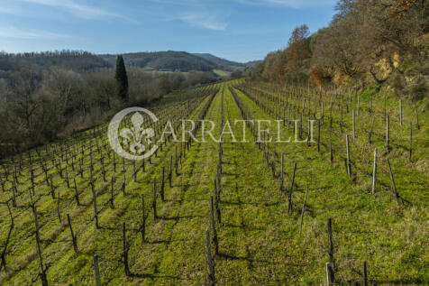 Azienda Vitivinicola