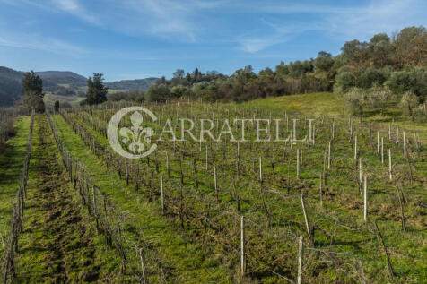 Azienda Vitivinicola