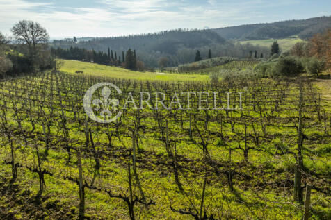 Azienda Vitivinicola