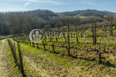 Azienda Vitivinicola