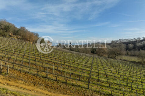 Azienda Vitivinicola