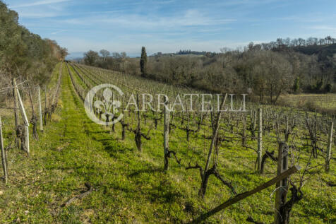 Azienda Vitivinicola