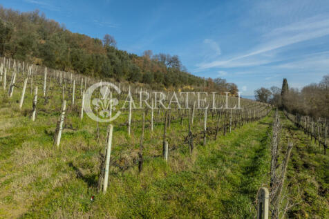 Azienda Vitivinicola