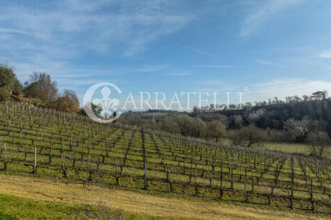 Azienda Vitivinicola
