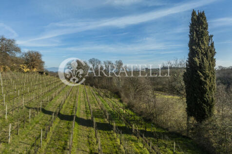Azienda Vitivinicola
