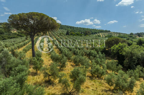 Paciano Tenuta con v