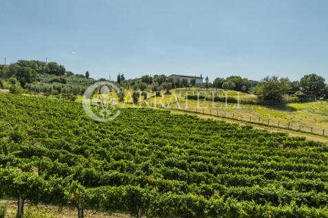 Cinigiano azienda ag