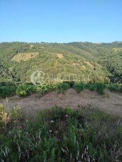 IMG_20250626_1919162